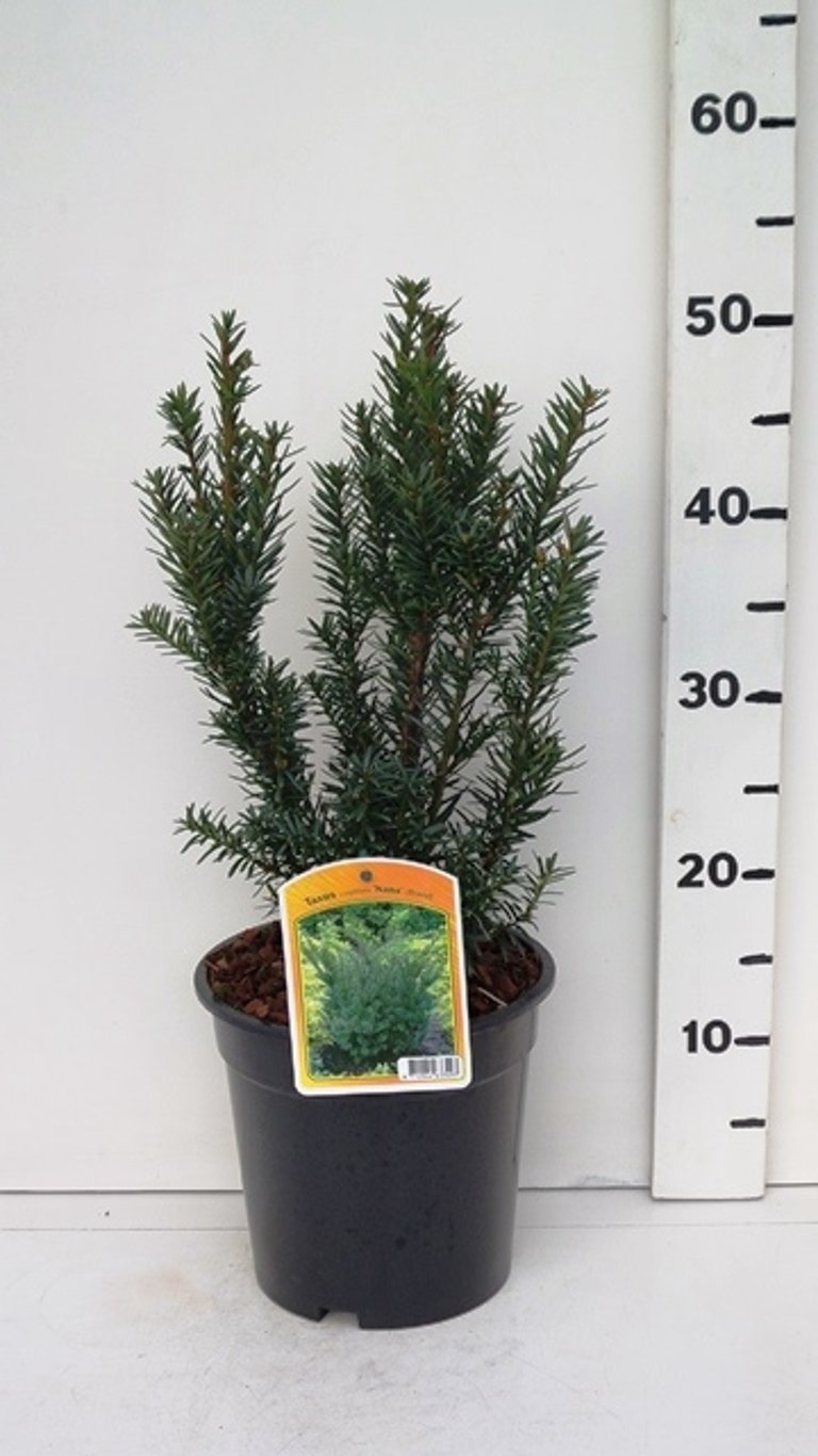 Taxus cuspidata nana - C3 25-30 CM